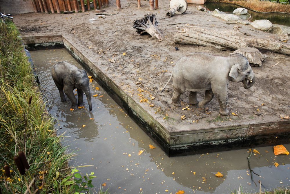 Elefanternes tørgrav bliver til vandgrav