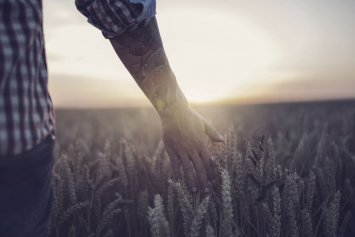 Landmand tjekker sin hvede