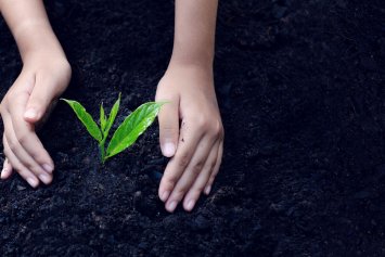 Hænder holder om nyplantet plante - få mest ud af din investering