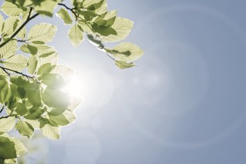 Spring leaves