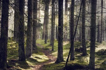 Skov